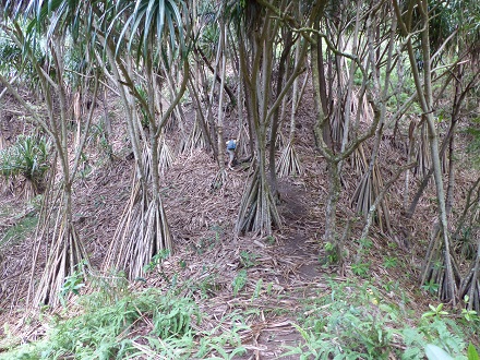 Randall scrambles down around Pandanas tree prop-roots on Ua Pou May 2015